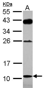 DAOA Antibody