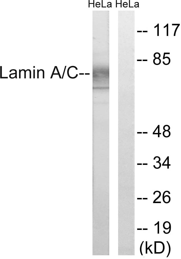 LMNA / Lamin A+C Antibody (aa2-51)
