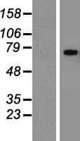 Human GP1BA / CD42b Protein (Over-Expression Lysate Myc-DDK (Flag))