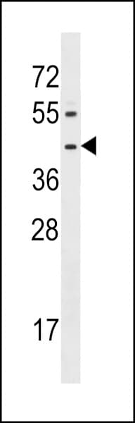 FPR1 / FPR Antibody (aa165-193)