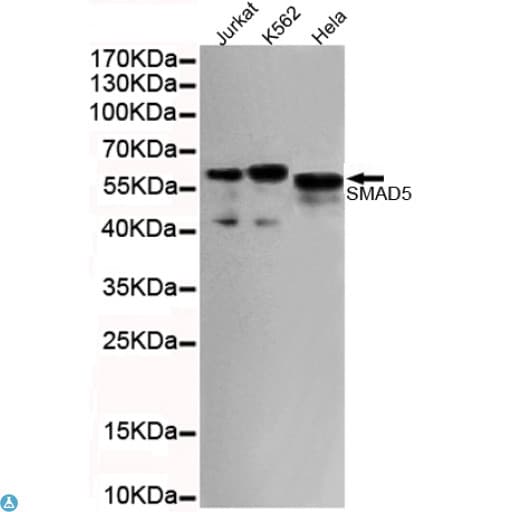 SMAD5 Antibody