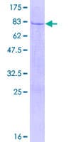 Human SEMG1 Protein (Recombinant GST)