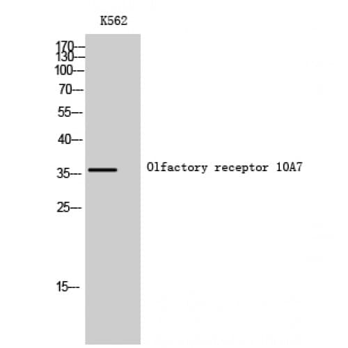 OR10A7 Antibody (200-280 aa, C-terminal)