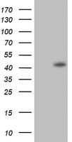 CDX2 Antibody (clone OTI2G1)