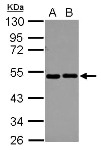 EIF2S2 Antibody