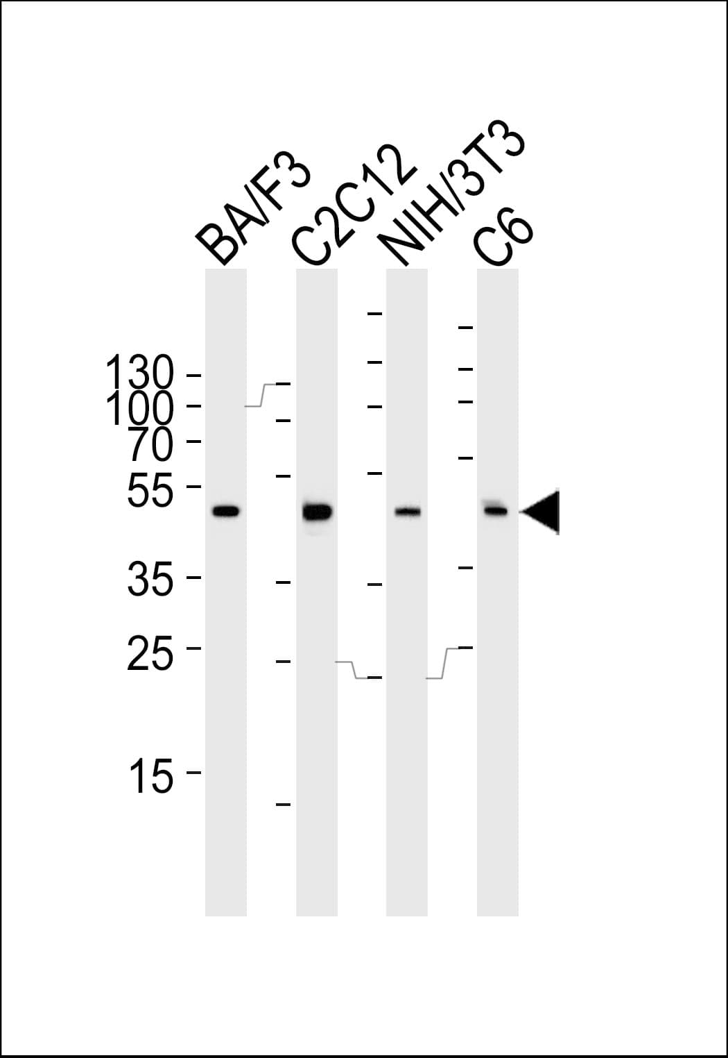 Polyclonal Rabbit anti-Mouse MAPK3 / ERK1 Antibody (aa353-380, IHC, WB)