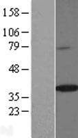 SPON2 / MINDIN Protein (Over-Expression Lysate Myc-DDK (Flag))