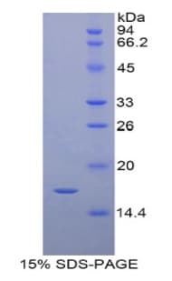 Pig CRBPIV / RBP7 Protein (Recombinant His)