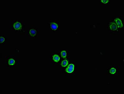 COL4A1 / Collagen IV Alpha1 Antibody