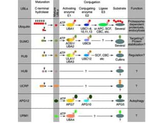 Polyclonal Rabbit anti-Yeast Yeast Ubiquitin-like Protein Modifier Hub1 Antibody (WB)