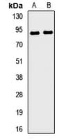 Polyclonal Rabbit anti-Human SLAMF1 / SLAM / CD150 Antibody (WB)
