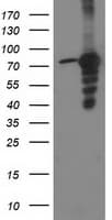PRKCE / PKC-Epsilon Antibody (clone OTI3A12, Carrier-free)