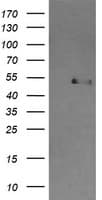CBLC Antibody (aa244-474, clone OTI4E3)