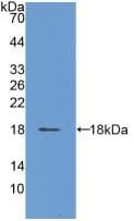 EGF Antibody (aa609-751)