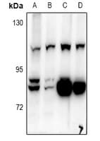 BCAS3 Antibody