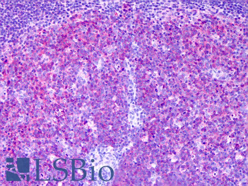 IHC-plus™ Monoclonal Mouse anti-Human MARCKSL1 Antibody (clone 8C8, IHC, WB)