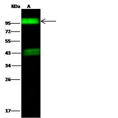 CD144 / CDH5 / VE Cadherin Antibody (Preservative Free)
