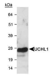 UCHL1 / PGP9.5 Antibody (Internal, Biotin)