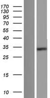 FAM76A Protein (Over-Expression Lysate Myc-DDK (Flag))