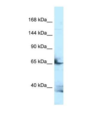 FSTL4 Antibody (aa151-200)