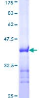 Human TNPO1 / Transportin 1 Protein (Recombinant GST, N-terminus)