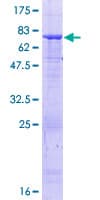 Human TUBB1 / Tubulin Beta 1 Protein (Recombinant GST)