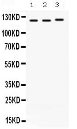 XPO1 / CRM1 Antibody
