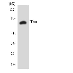 MAPT / Tau Antibody (aa478-527)
