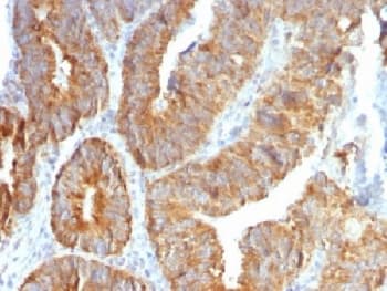 TNFSF15 / TL1A / VEGI Antibody (clone VEGI/1283, Azide-free, BSA-free)