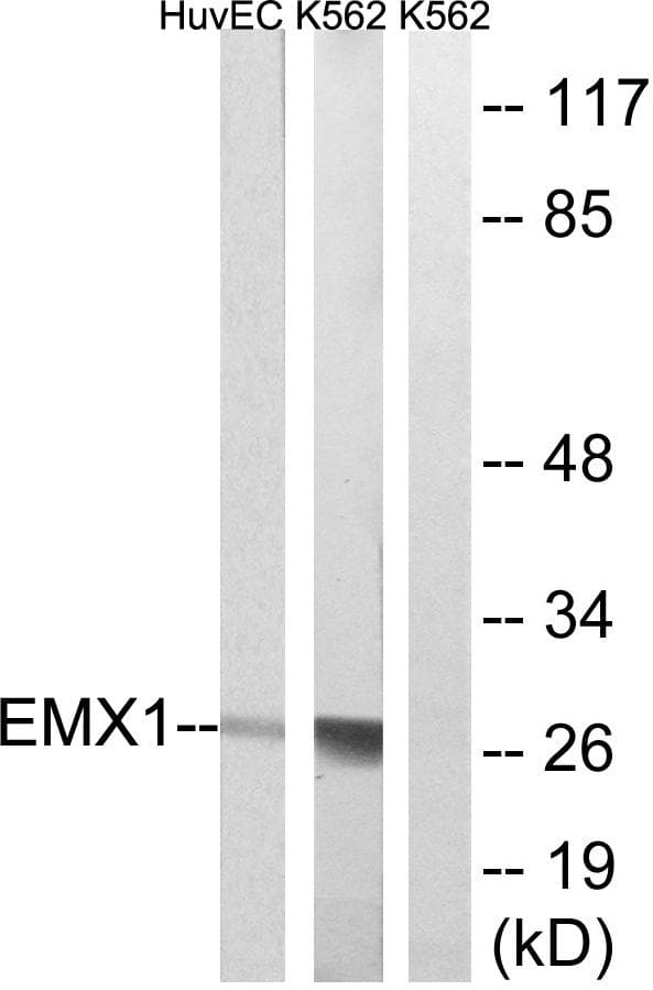 EMX1 Antibody