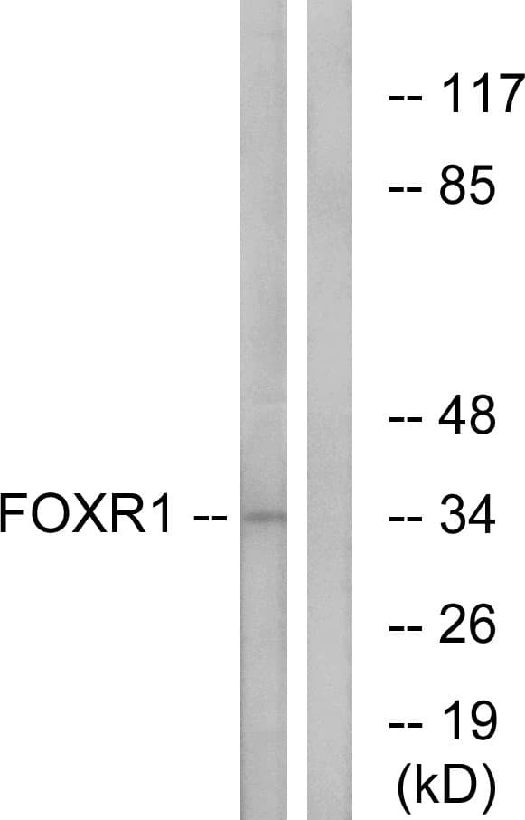 FOXR1 Antibody (aa231-280)