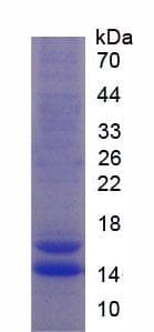 Human FKBP1A / FKBP12 Protein (Recombinant His)