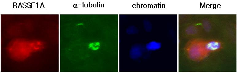 RASSF1 / RASSF1A Antibody (aa1-340, clone 3F3)