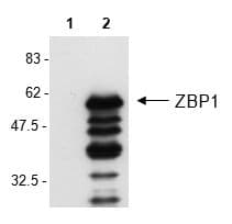 Monoclonal Mouse anti-Mouse ZBP1 Antibody (clone Zippy-1, aa1-411, WB)