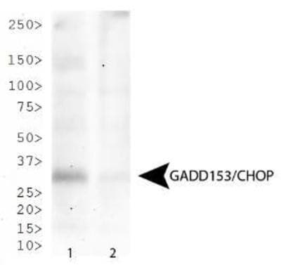 Monoclonal Mouse anti-Mouse FUS / TLS Antibody (clone 9C8, IHC, WB)