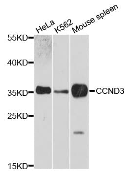 CCND3 / Cyclin D3 Antibody