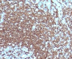 ICAM3 / CD50 Antibody (clone CDLA50-1)