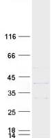 Human DNASE1L1 Protein (Recombinant Myc-DDK (Flag))