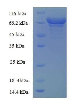 E. coli zwf Protein (Recombinant GST)