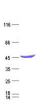 Human IDH1 / IDH Protein (Recombinant DDK,C-terminus)