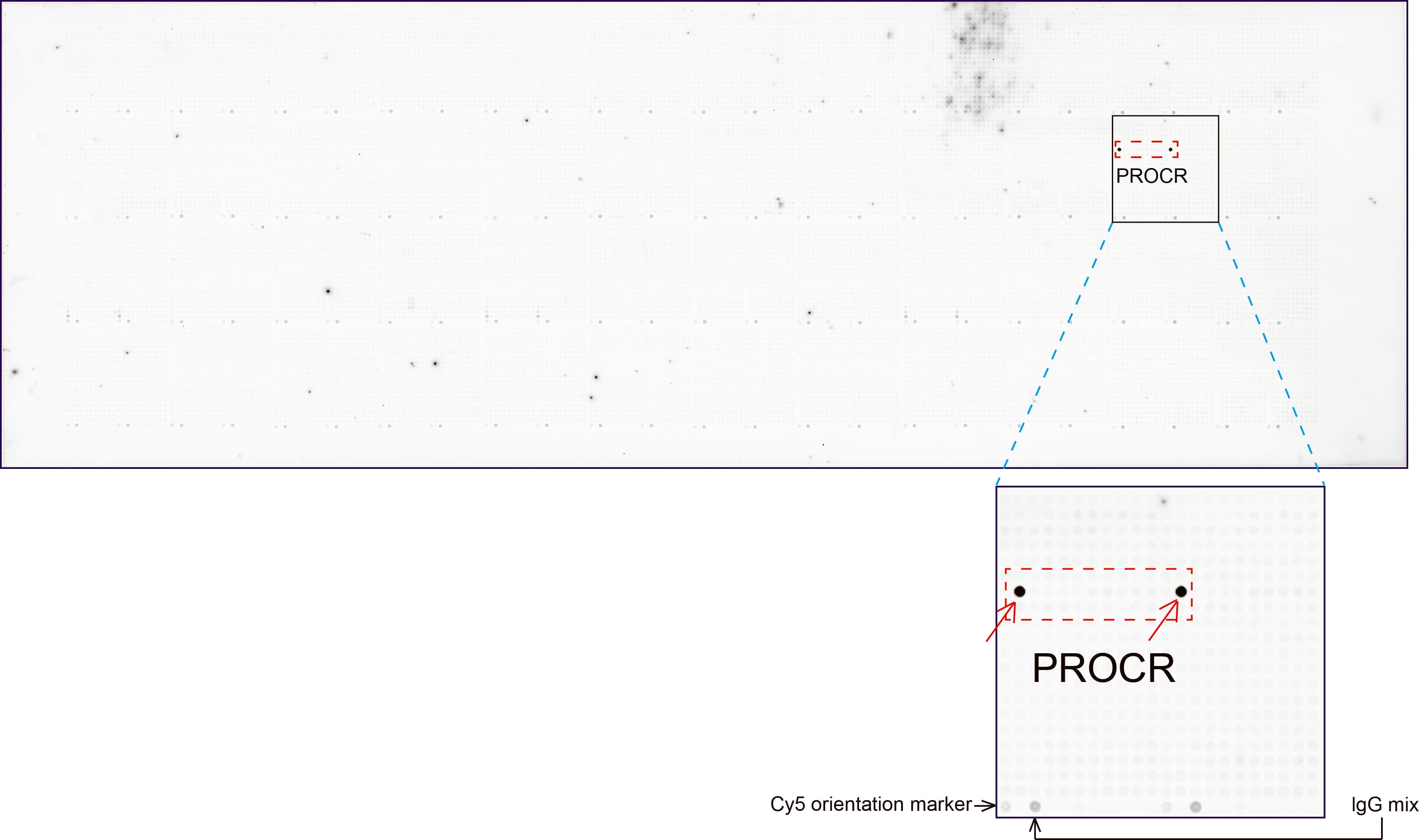 PROCR / EPCR Antibody (aa1-210, clone UMAB201, Carrier-free)