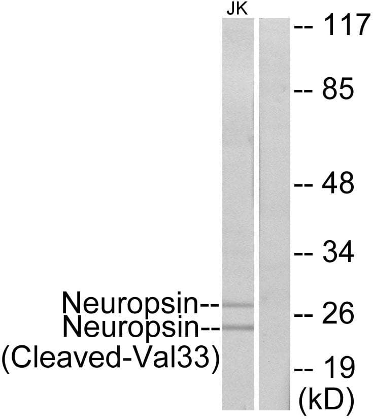 Polyclonal Rabbit anti-Human KLK8 / Kallikrein 8 Antibody (Cleaved-Val33, WB)