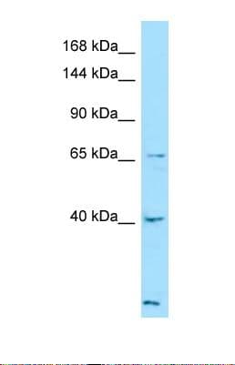 LTBP4 Antibody (aa492-541)