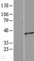 ACTRT2 Protein (Over-Expression Lysate Myc-DDK (Flag))