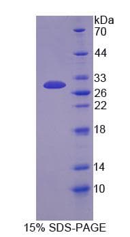 Mouse DOK3 Protein (Recombinant His-T7)