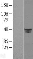Requiem / DPF2 Protein (Over-Expression Lysate Myc-DDK (Flag))