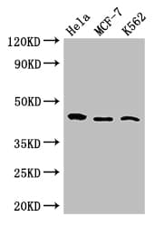 CDC37 Antibody