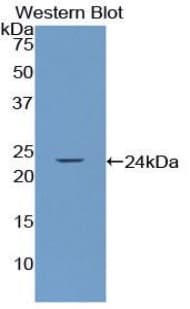 SMAD3 Antibody (aa231-425)