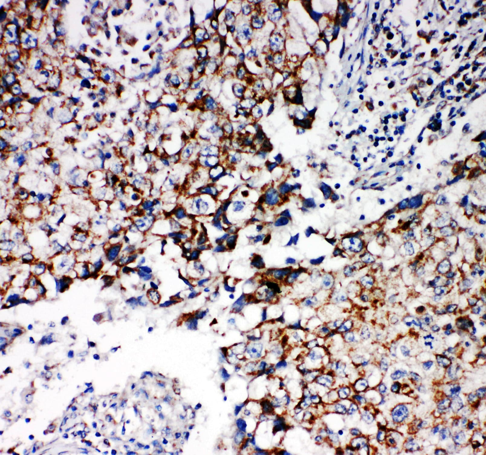 Prohibitin 2 / PHB2 Antibody (aa111-128)