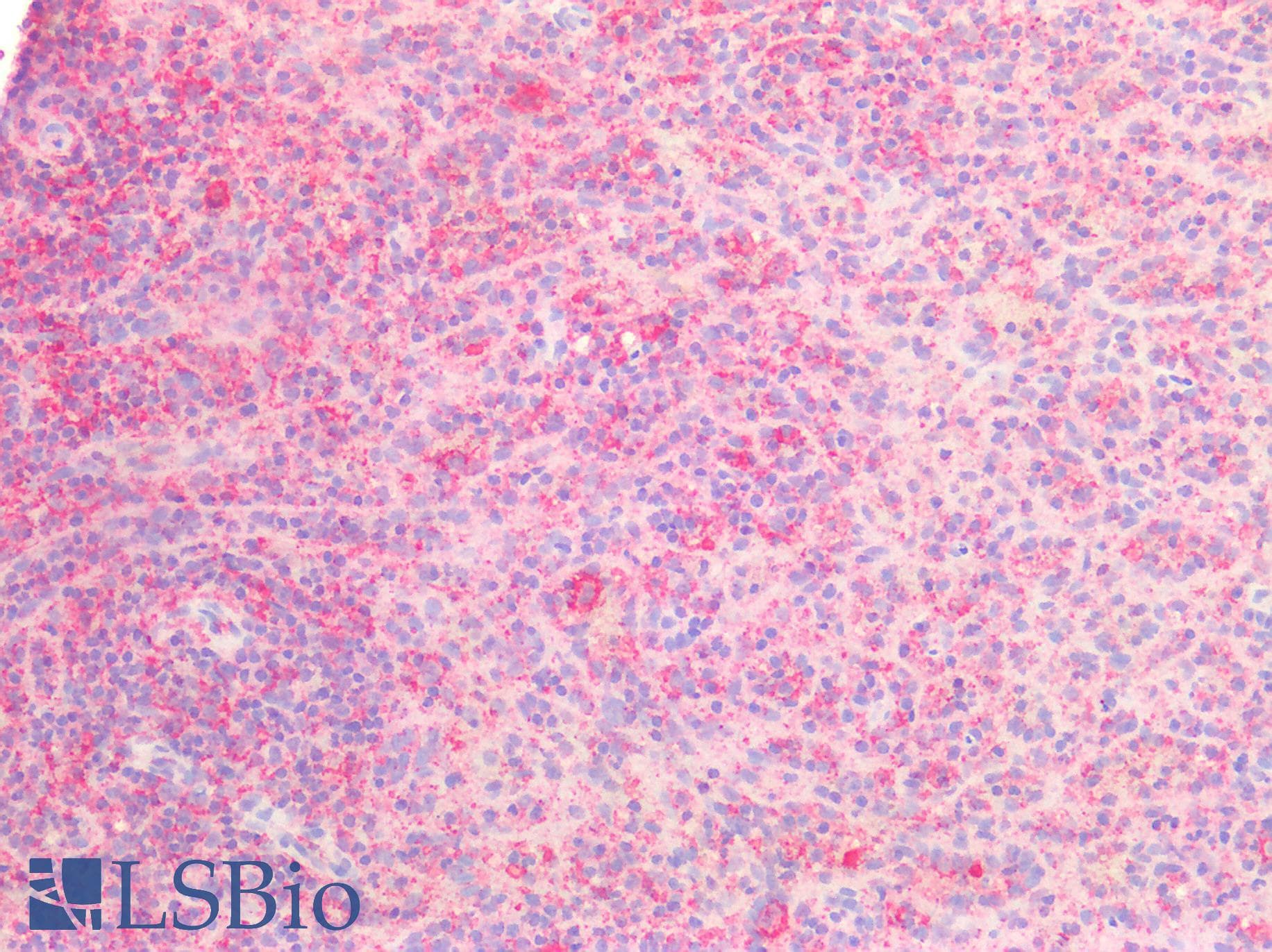 PathPlus™ SNAP23 / SNAP-23 Antibody